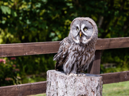 Hawk and Owl Adoptions