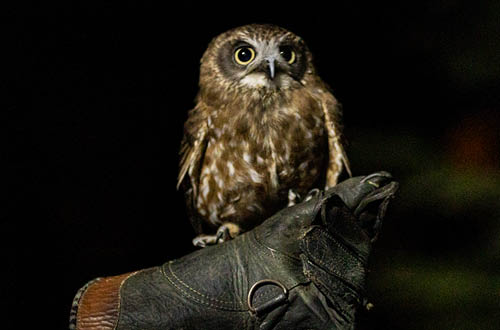 Twilight Owls